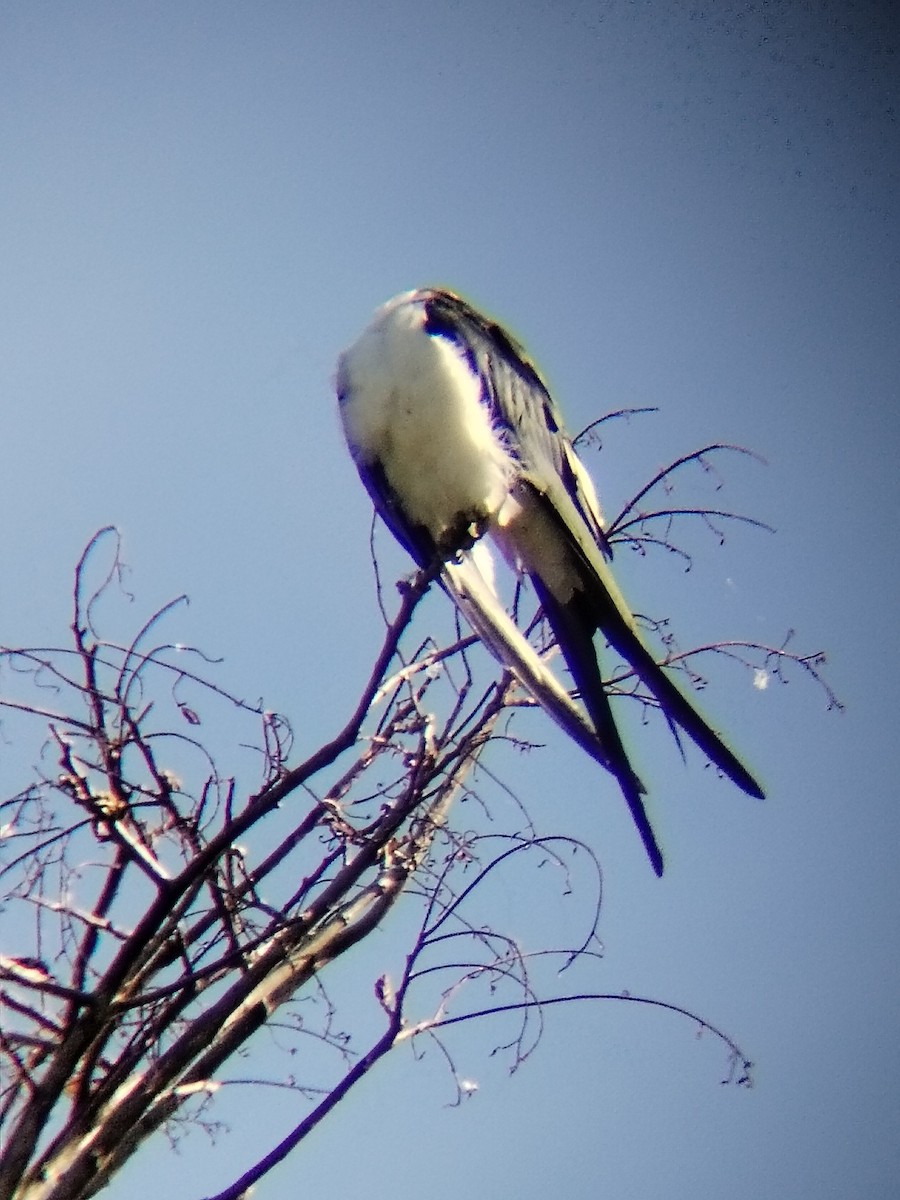Swallow-tailed Kite - ML638977081