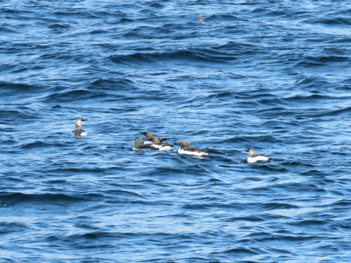 Common Murre - ML638977090