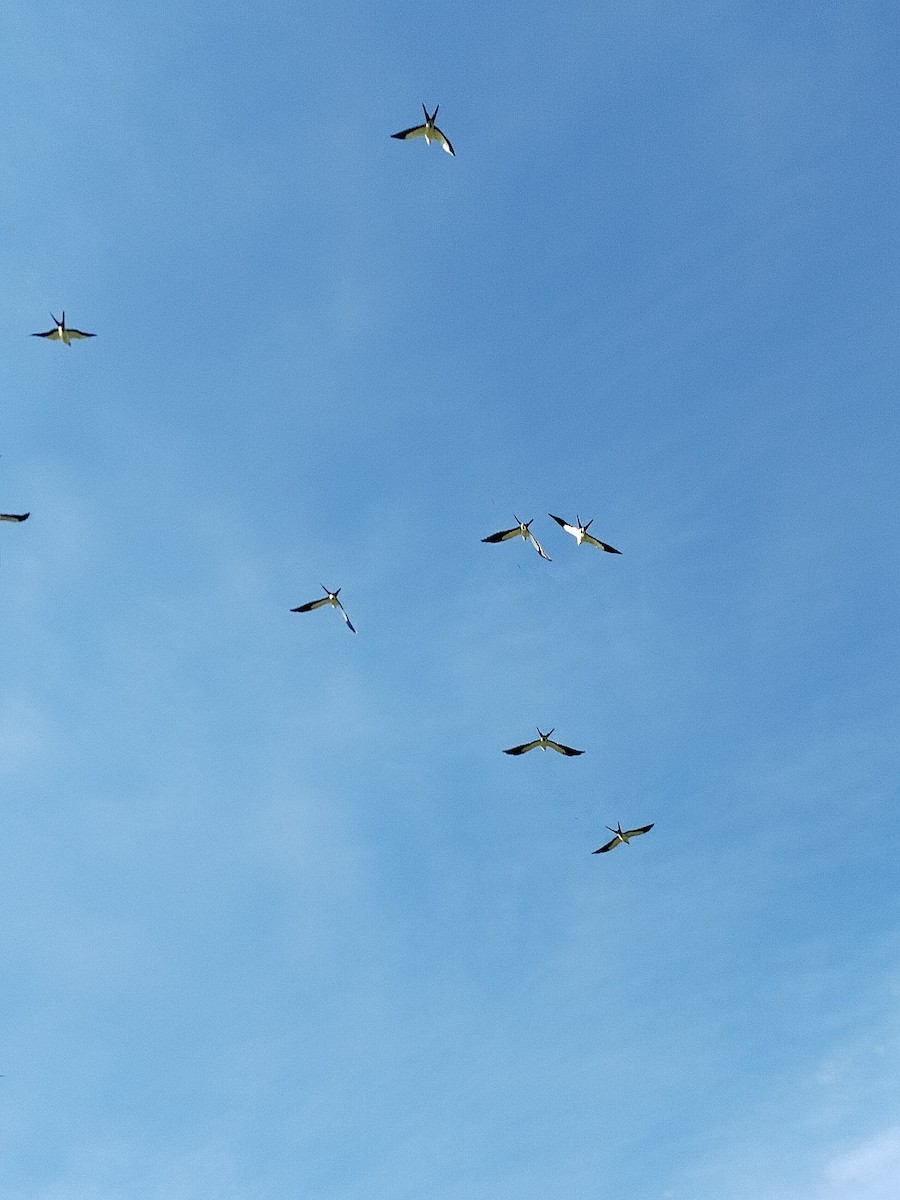 Swallow-tailed Kite - ML638977097