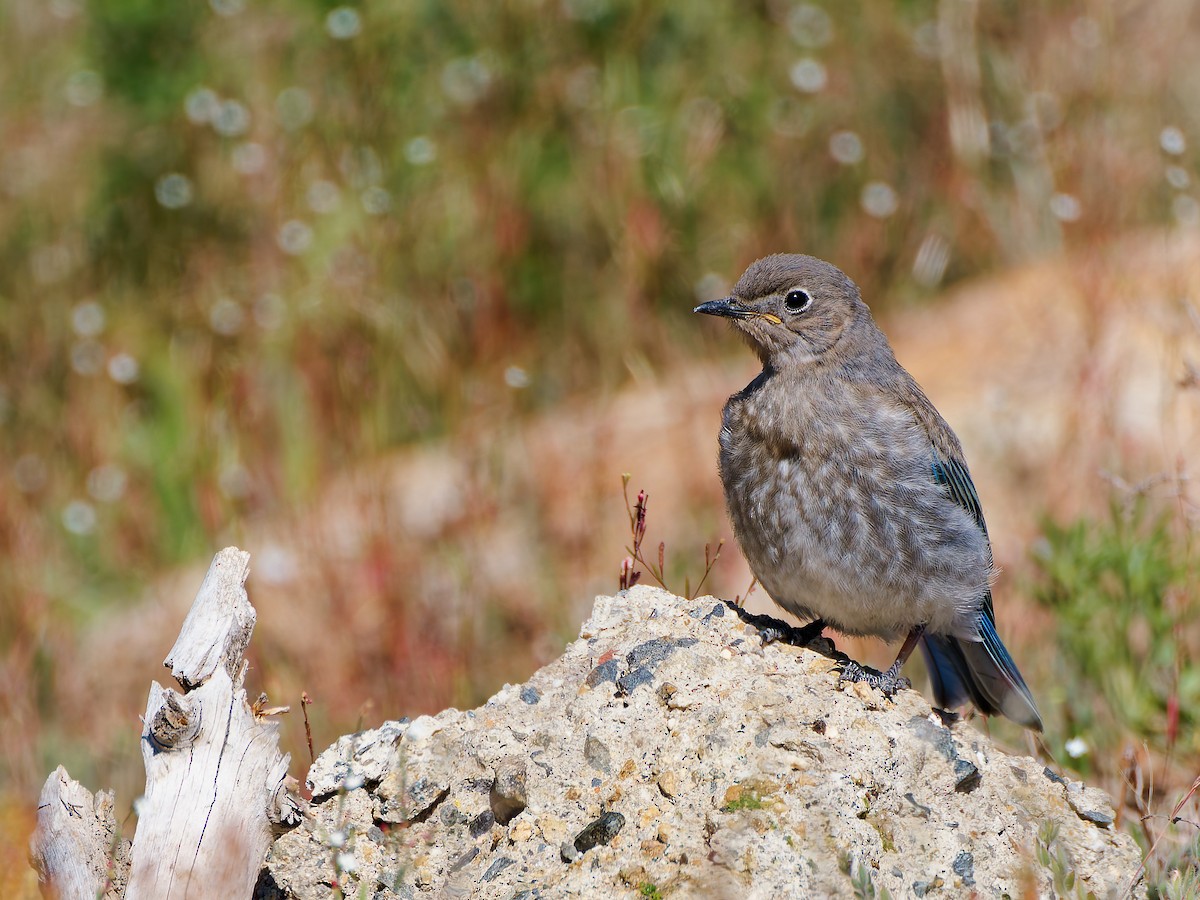 Western Bluebird - ML638977156