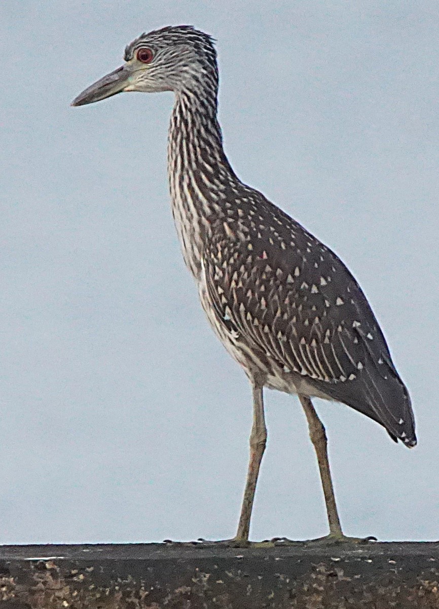 Yellow-crowned Night Heron - ML638977160