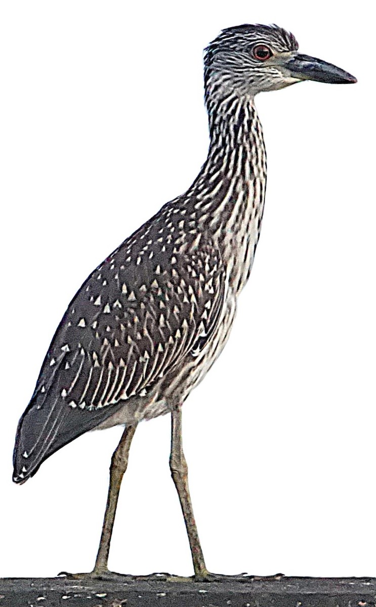 Yellow-crowned Night Heron - ML638977162