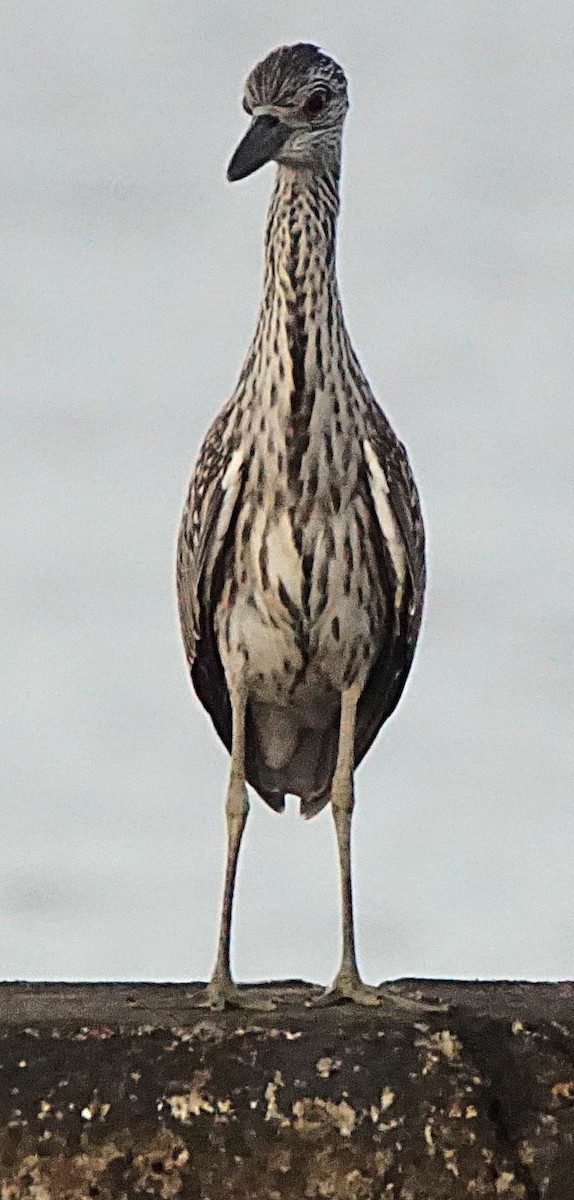 Yellow-crowned Night Heron - ML638977166