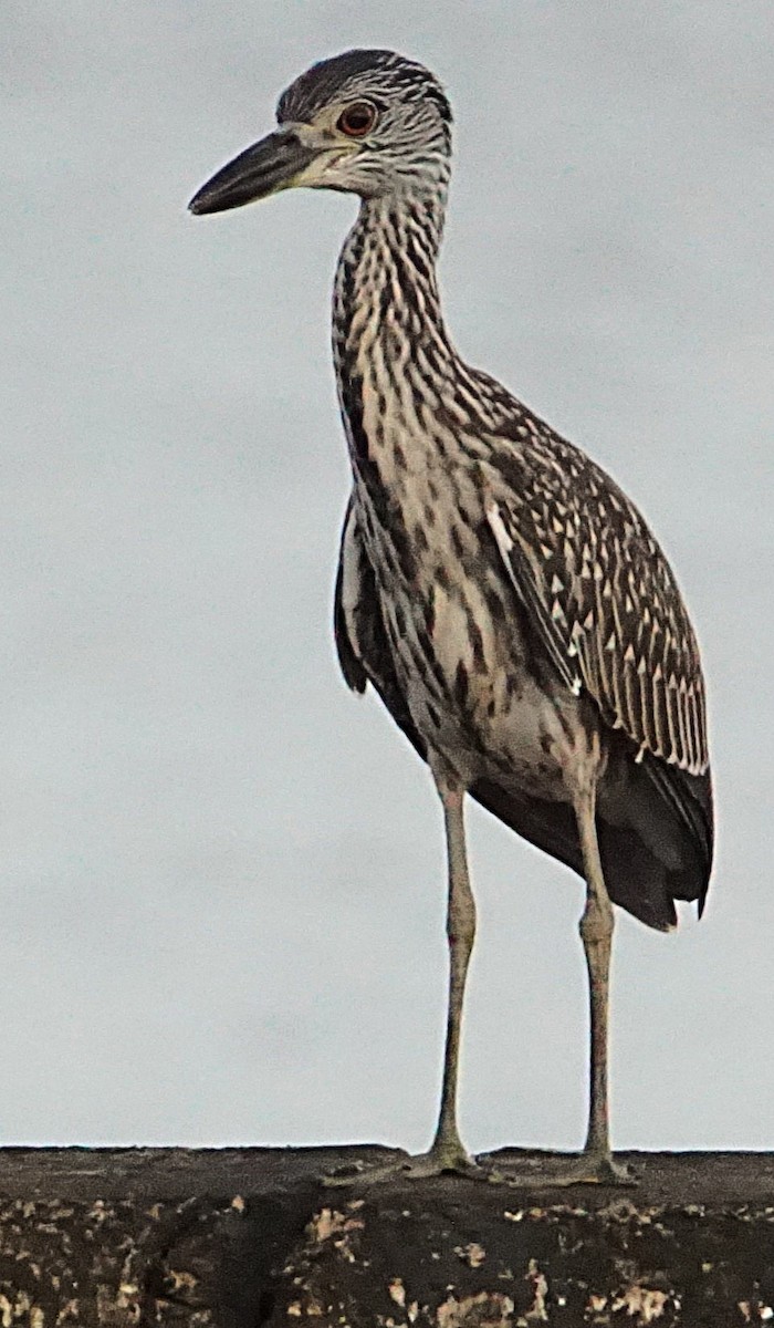 Yellow-crowned Night Heron - ML638977173