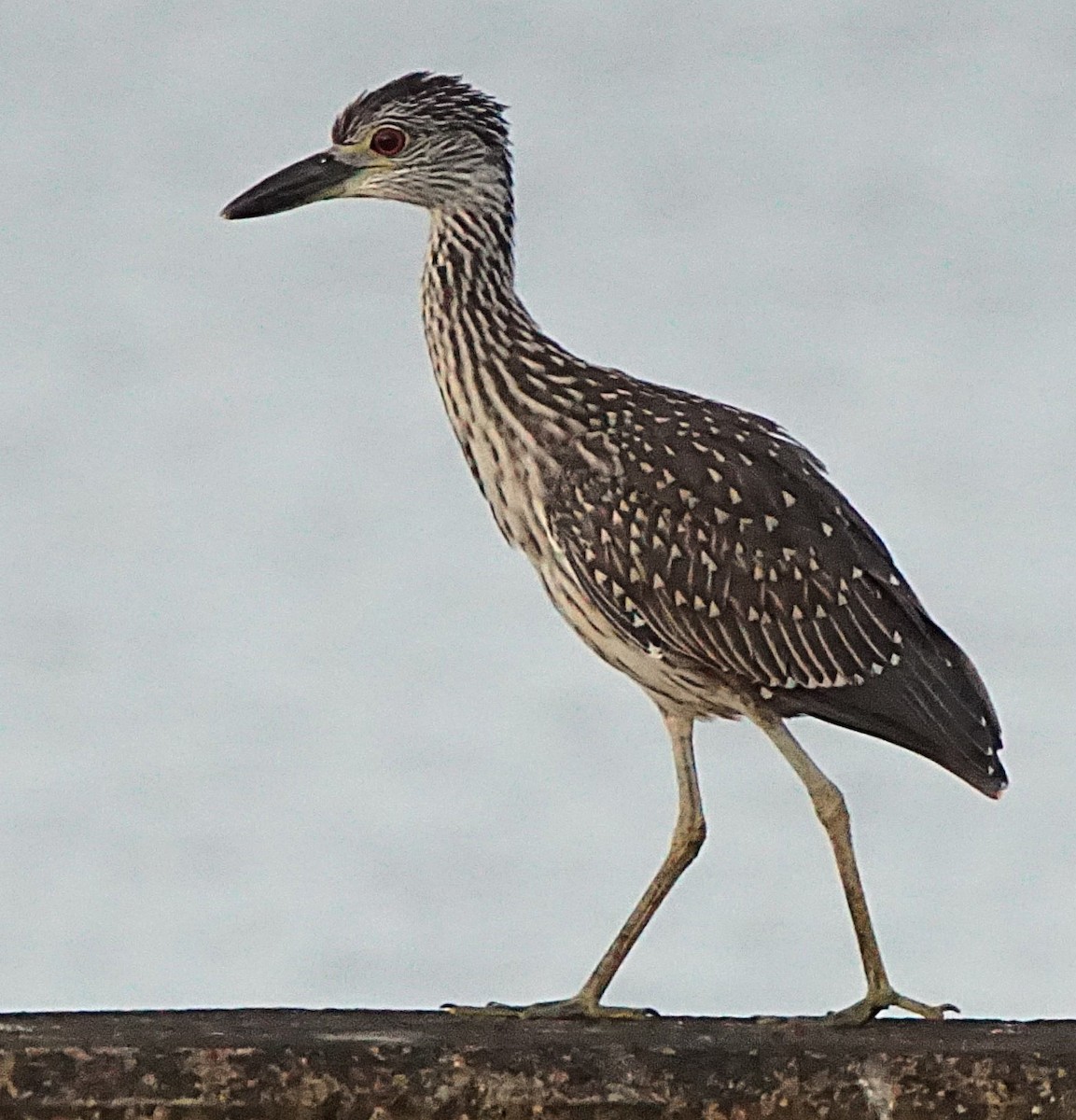 Yellow-crowned Night Heron - ML638977175