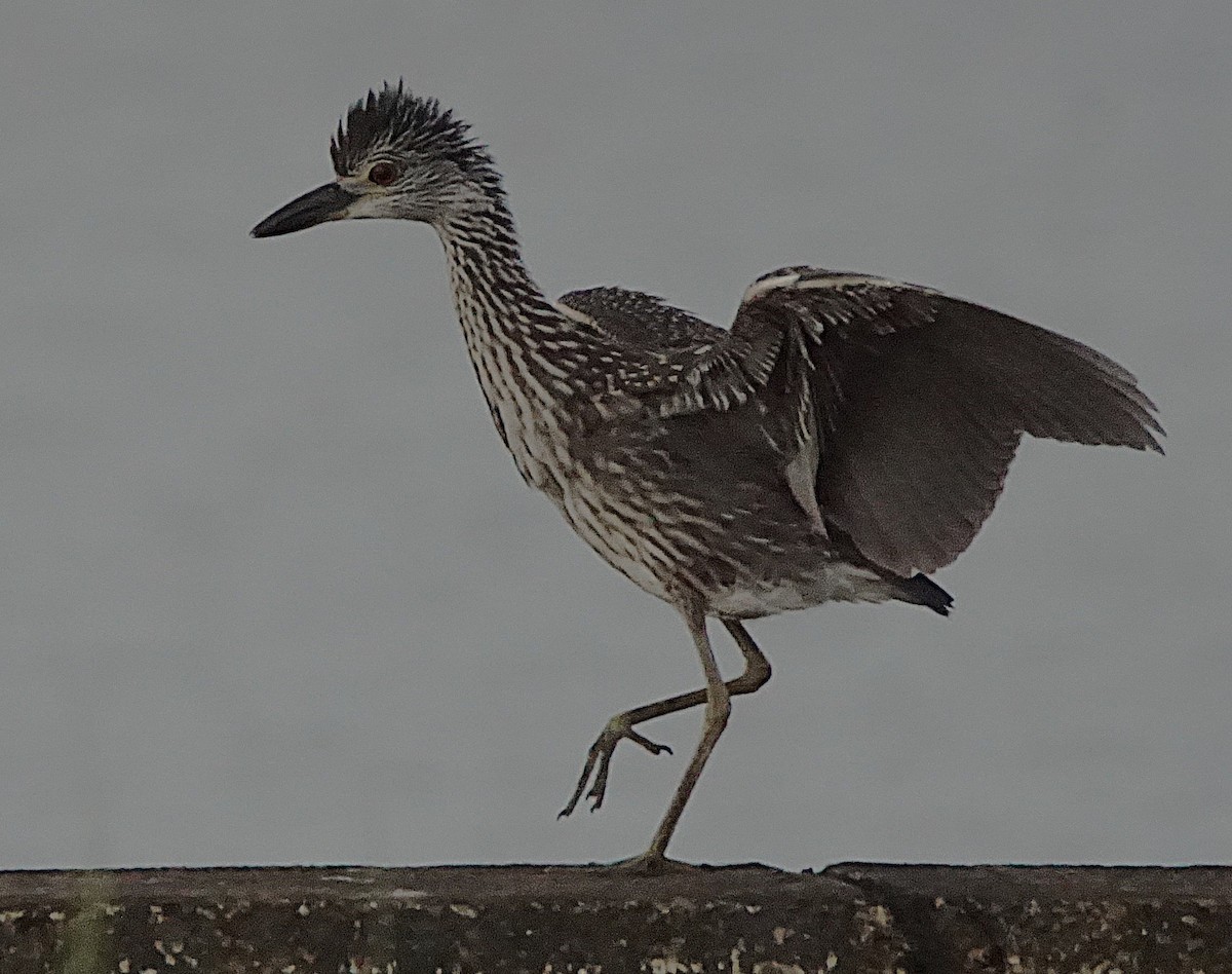 Yellow-crowned Night Heron - ML638977176