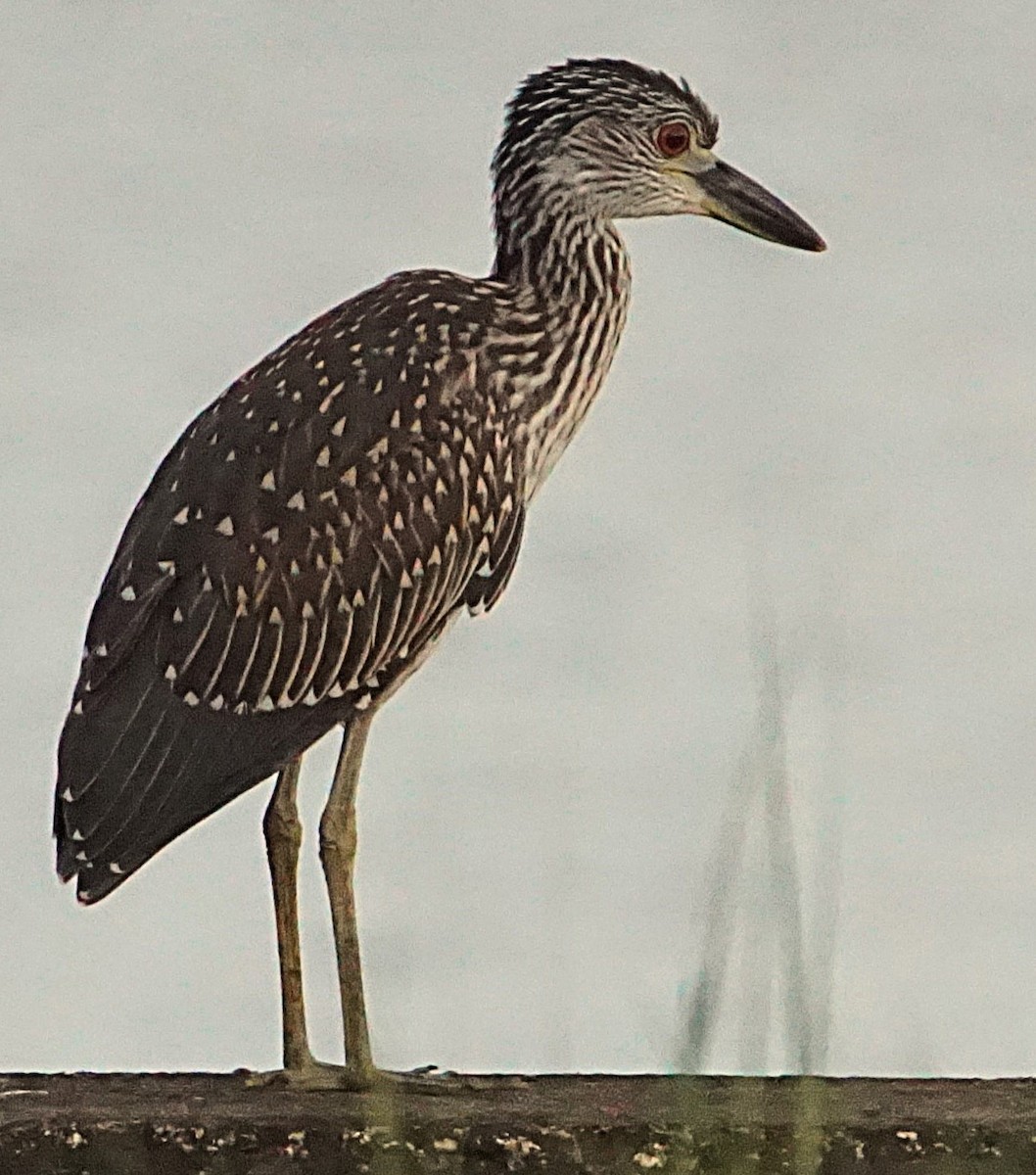 Yellow-crowned Night Heron - ML638977179