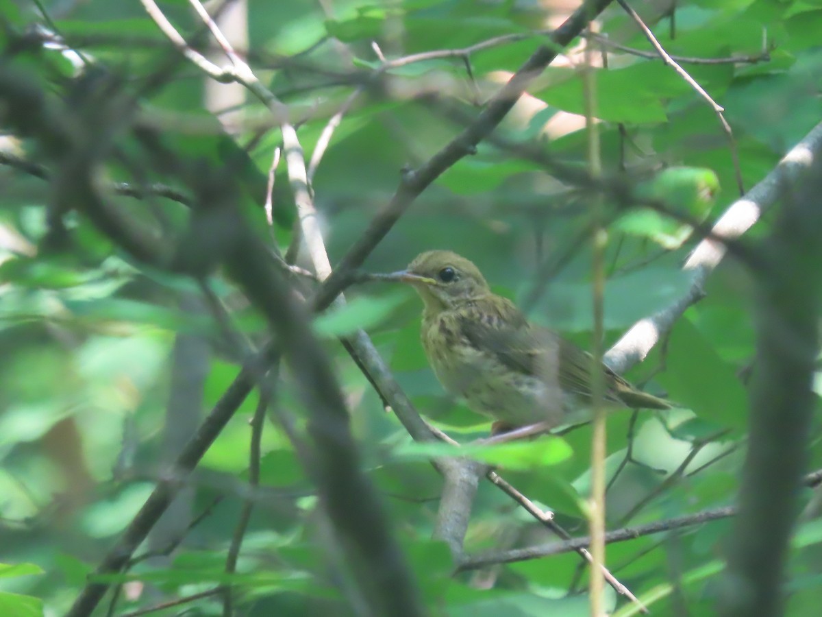 Ovenbird - ML638977193
