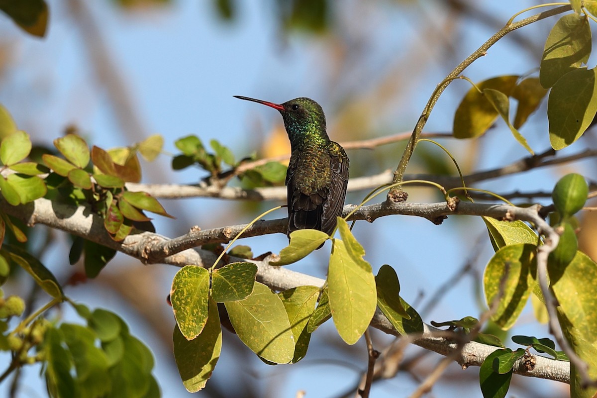 Tres Marias Hummingbird - ML638977216