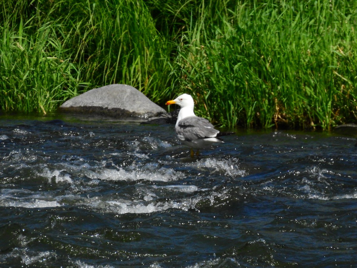 Armenian Gull - ML638977222