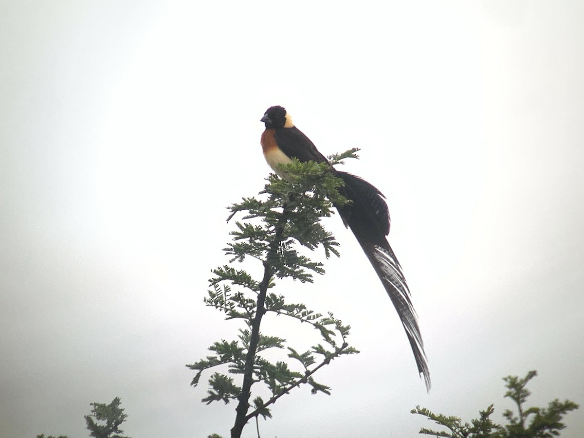 Broad-tailed Paradise-Whydah - ML638977325