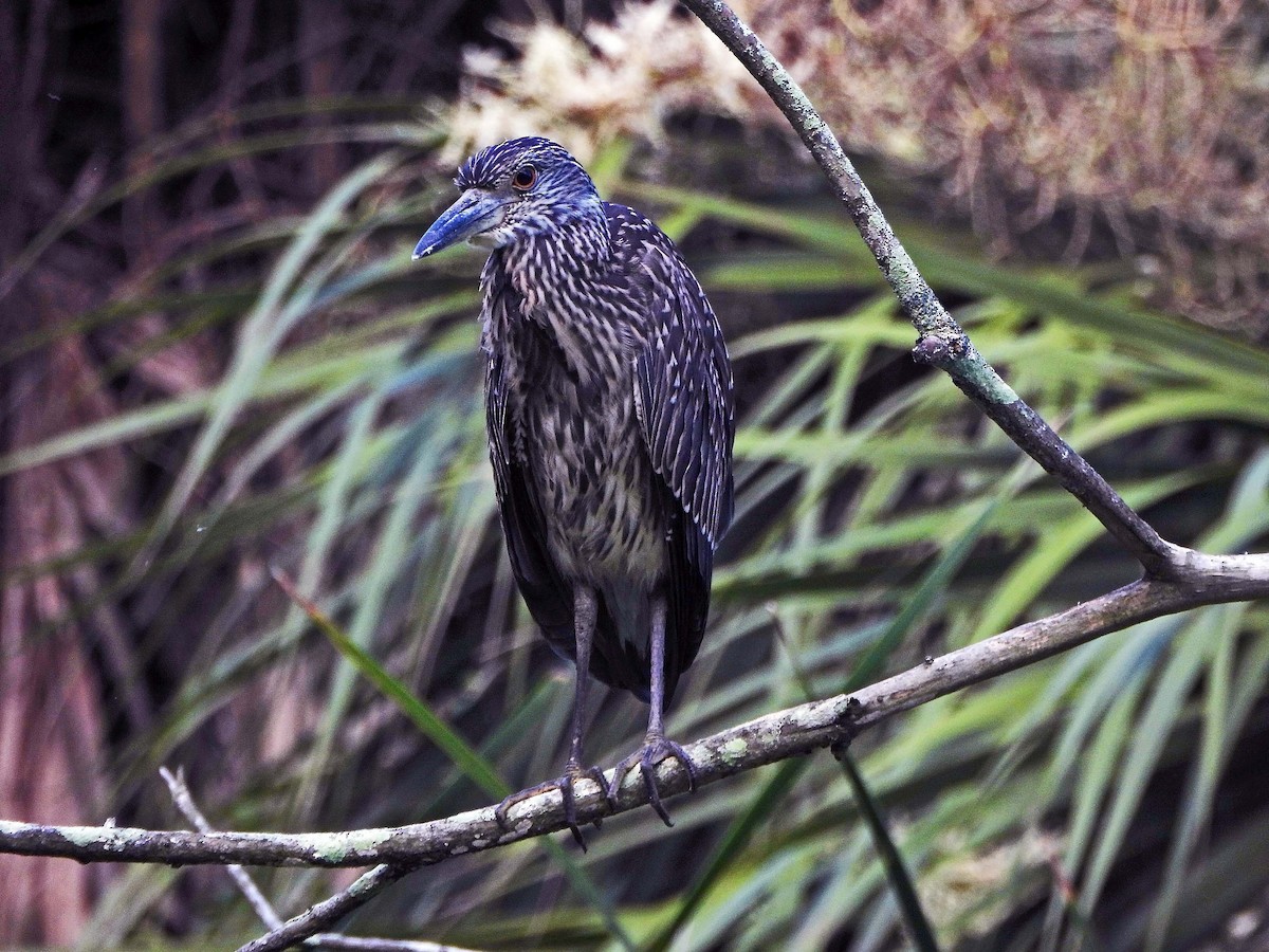 Yellow-crowned Night Heron - ML638977332