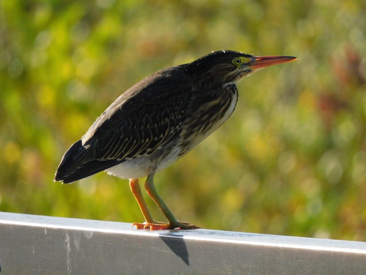 Green Heron - ML638977351