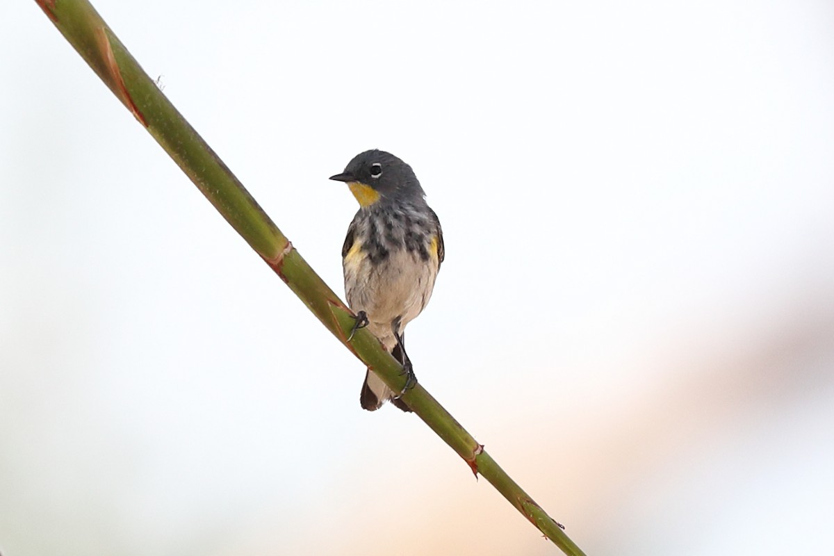 Yellow-rumped Warbler - ML638977368
