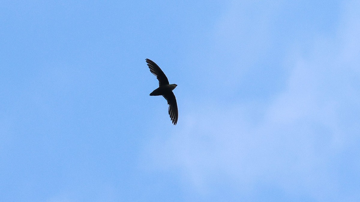 エントツアマツバメ - ML638977371