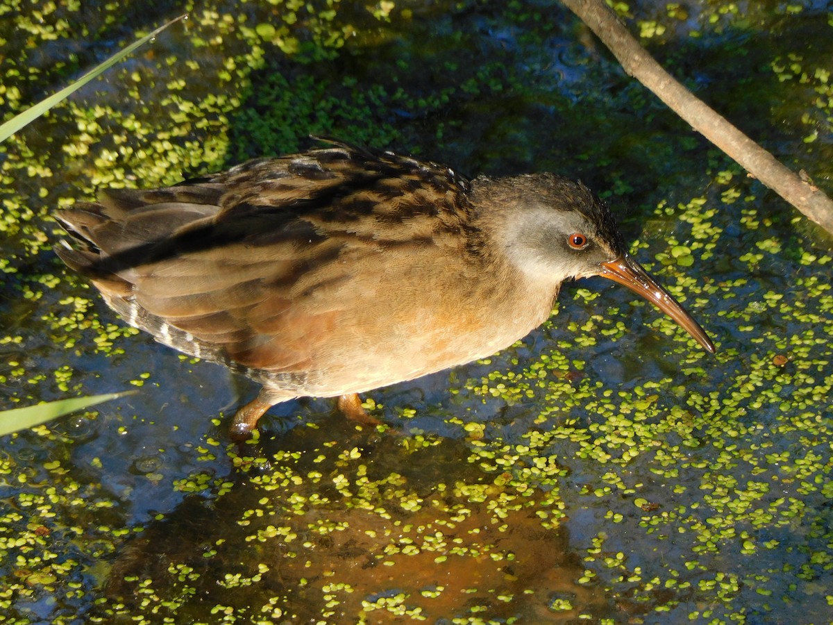 Virginia Rail - ML638977376