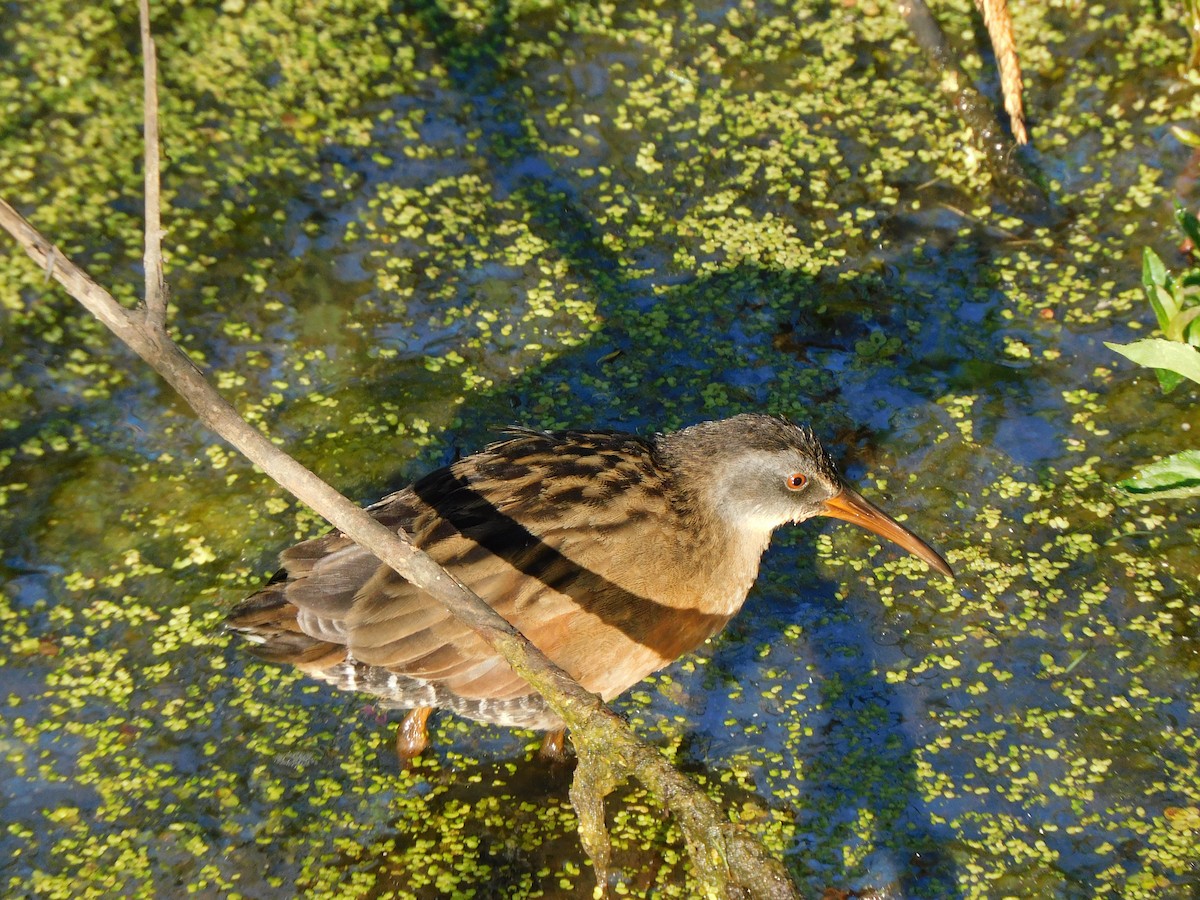 Virginia Rail - ML638977377