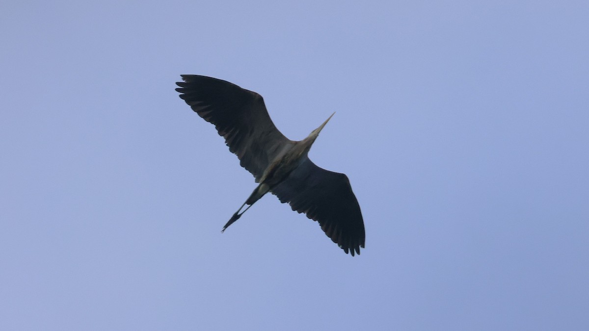 オオアオサギ - ML638977378