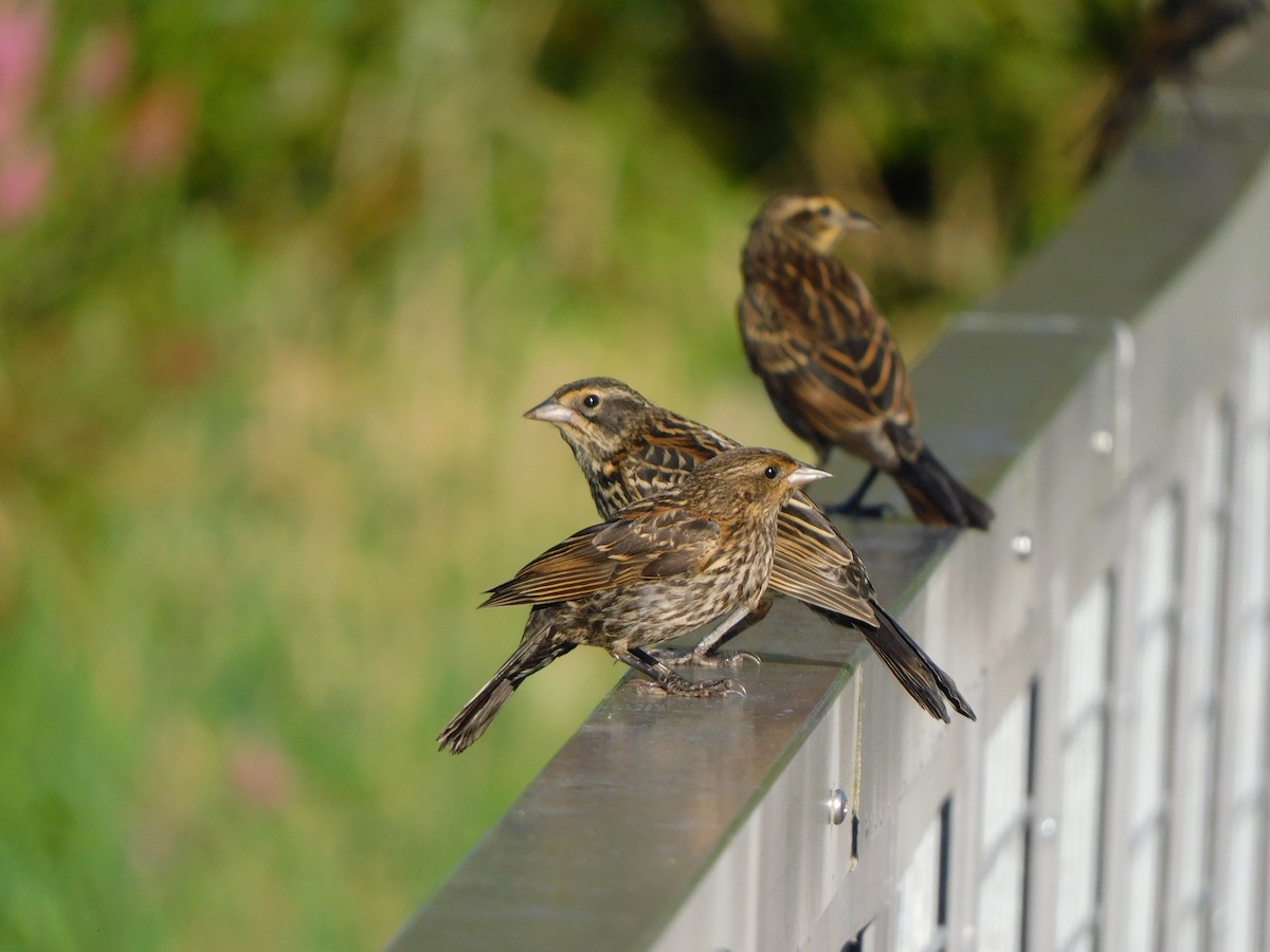 Red-winged Blackbird - ML638977384