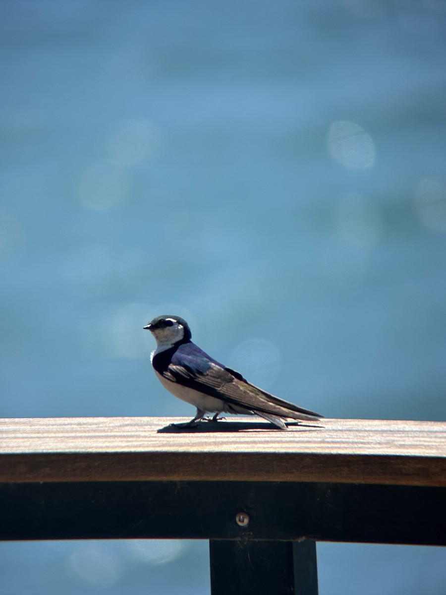 Violet-green Swallow - ML638977443