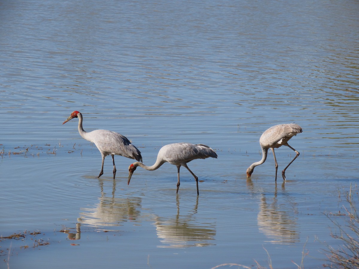 Brolga - ML638977452