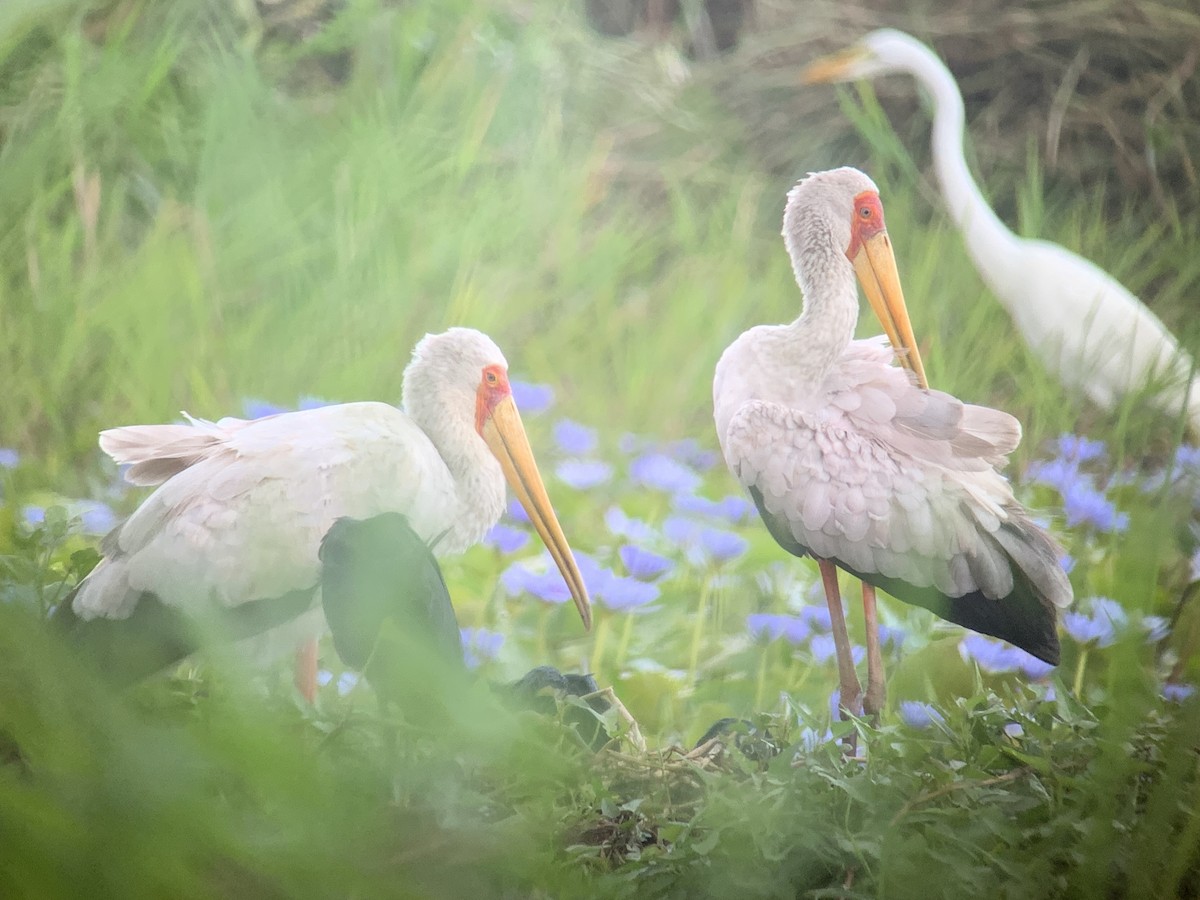 Yellow-billed Stork - ML638977464
