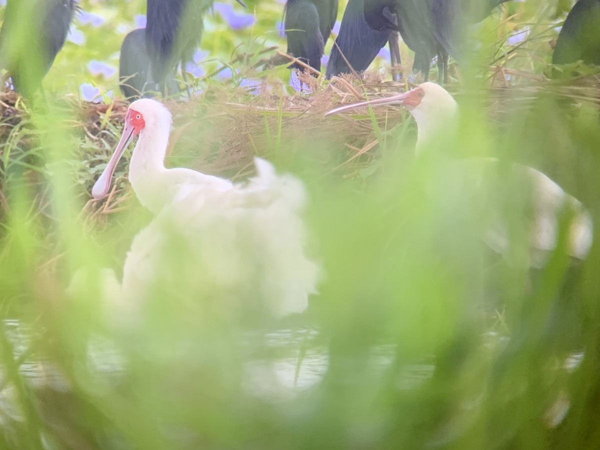 African Spoonbill - ML638977471