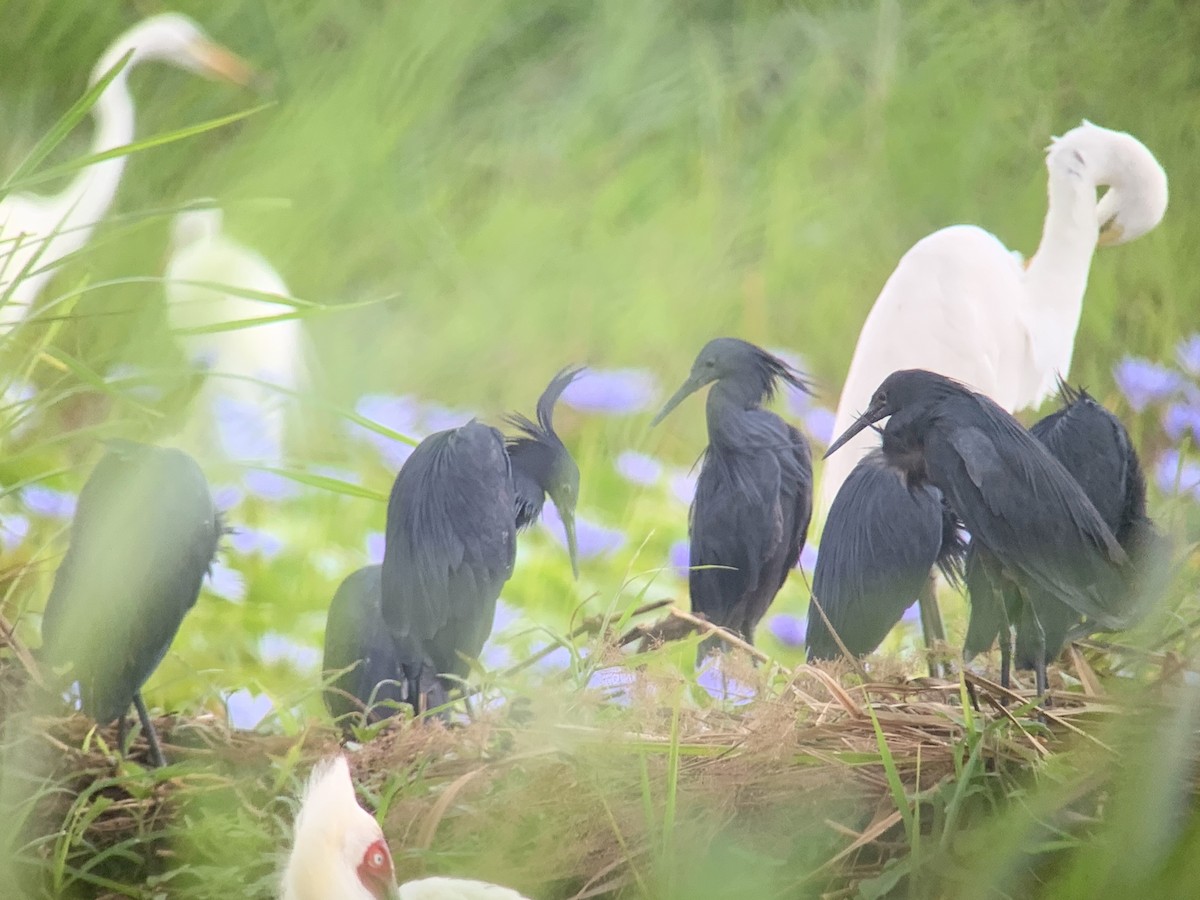 Black Heron - ML638977474