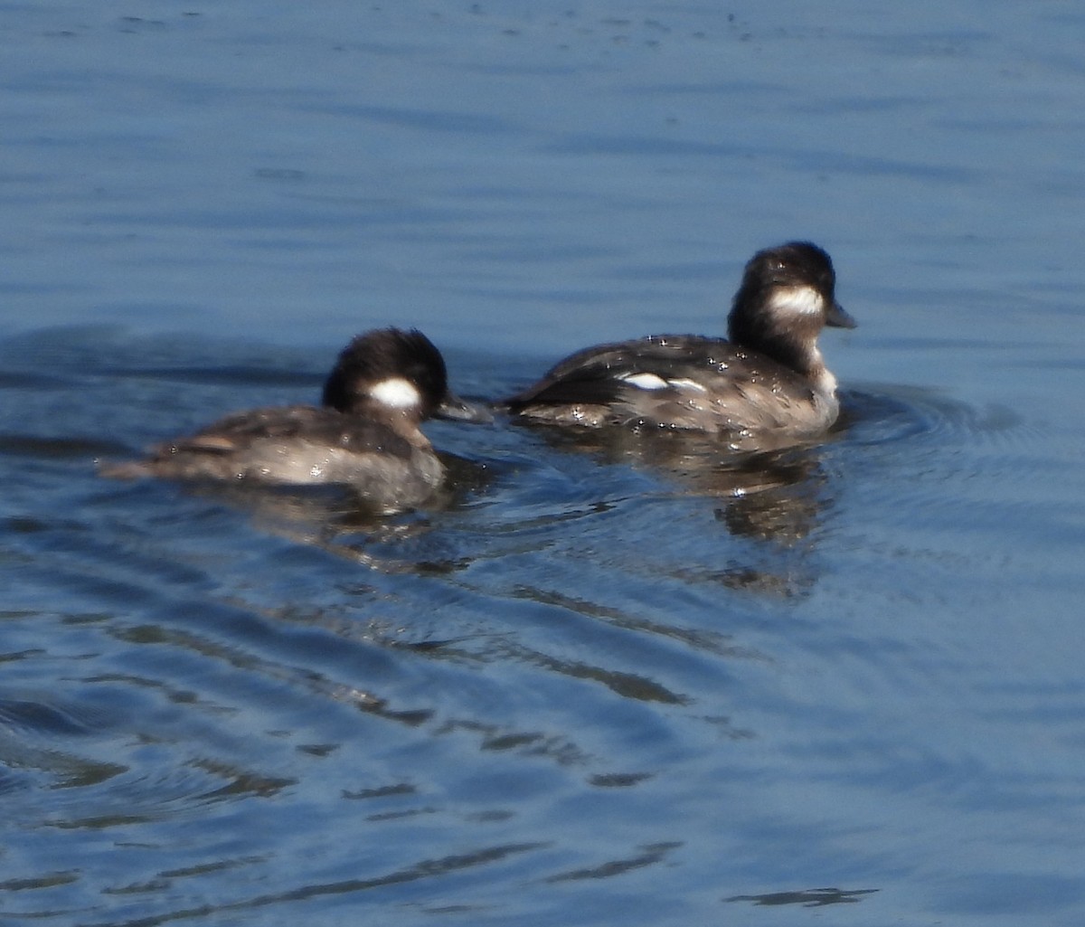 Bufflehead - ML638977487