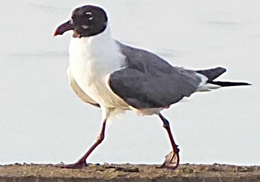 Gülen Martı - ML638977492