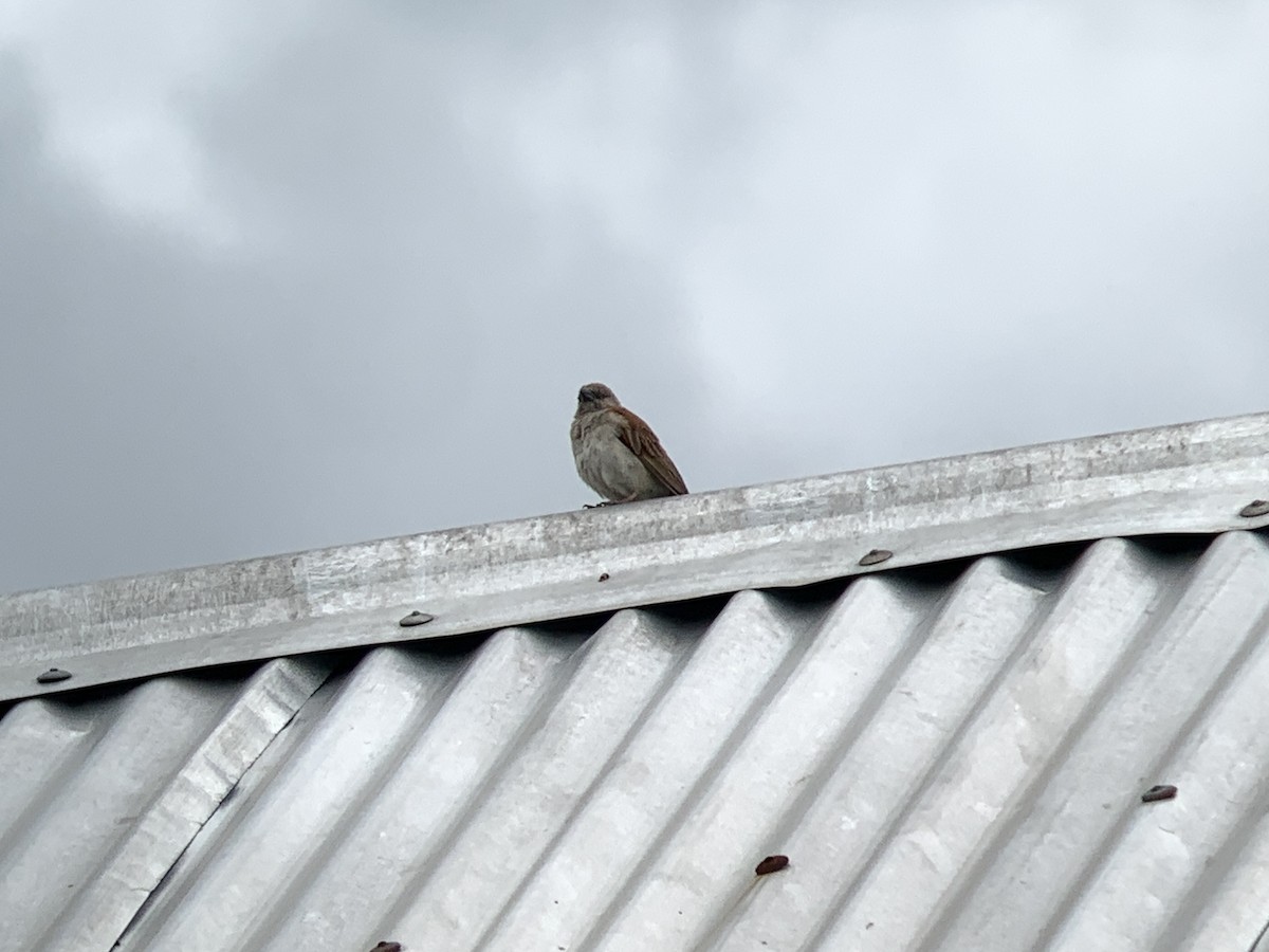 Northern Gray-headed Sparrow - ML638977499
