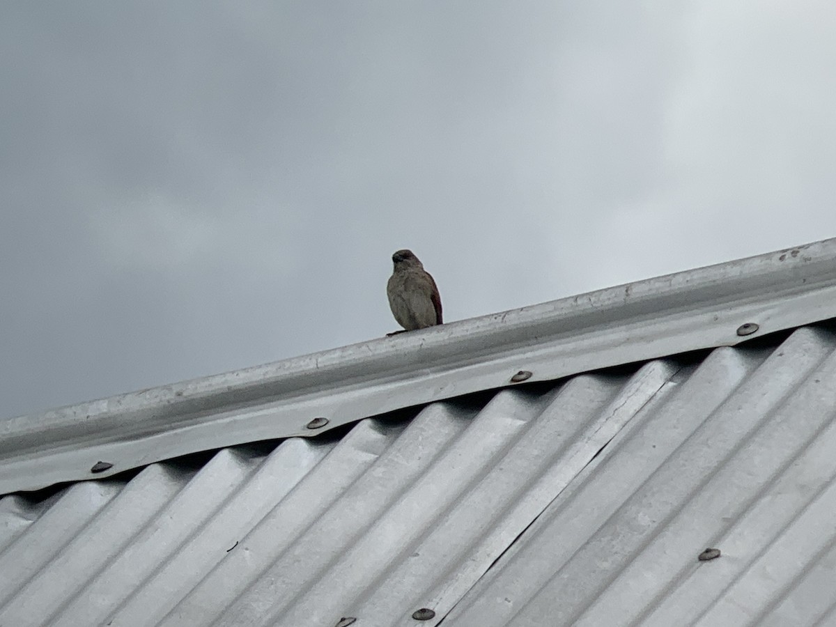 Northern Gray-headed Sparrow - ML638977500
