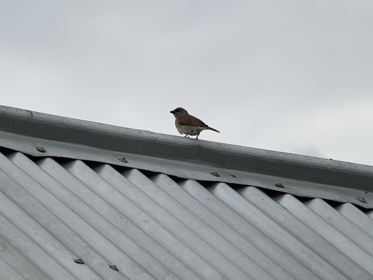 Northern Gray-headed Sparrow - ML638977501