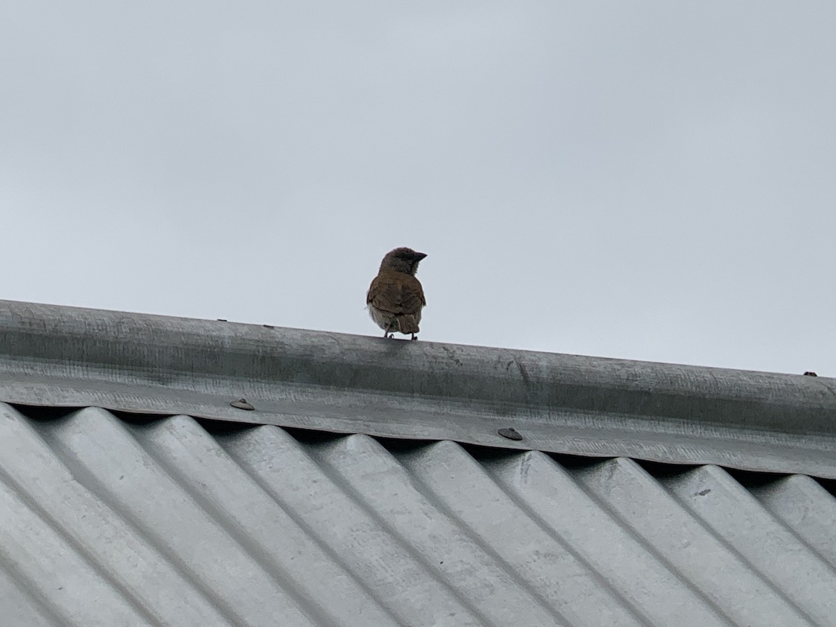 Northern Gray-headed Sparrow - ML638977502