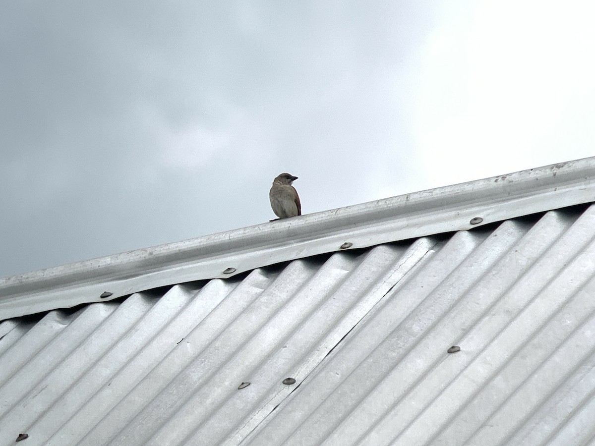 Northern Gray-headed Sparrow - ML638977503