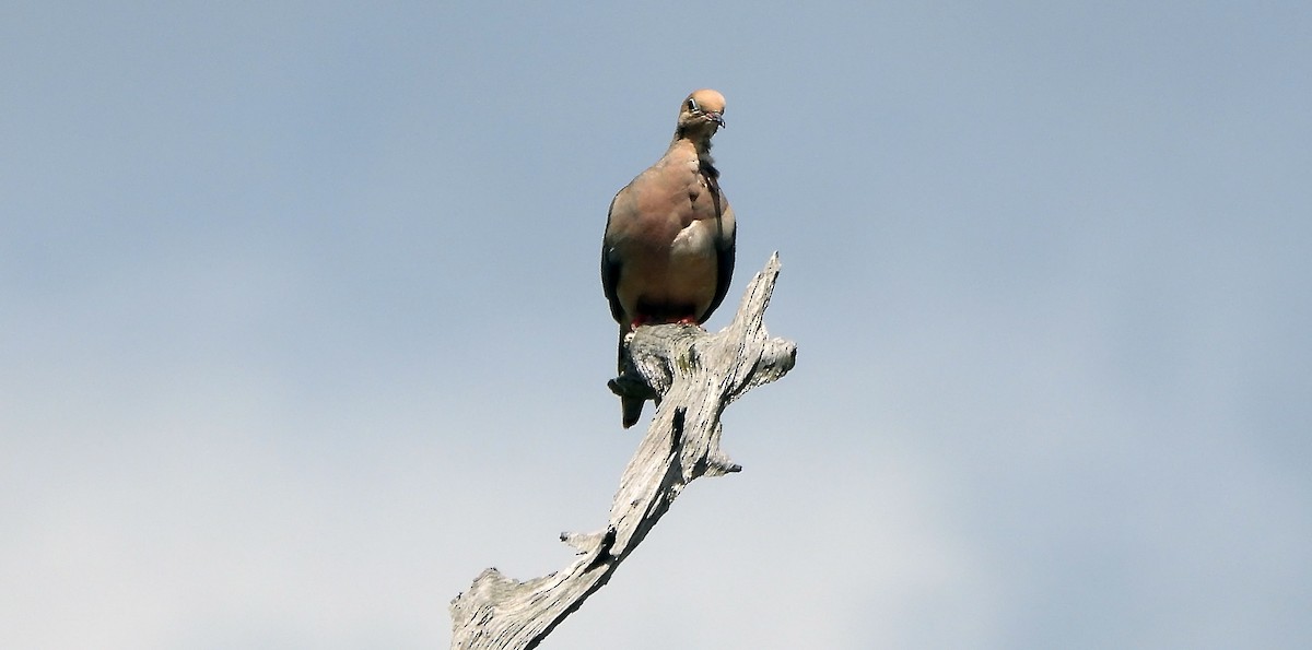 Mourning Dove - ML638977504
