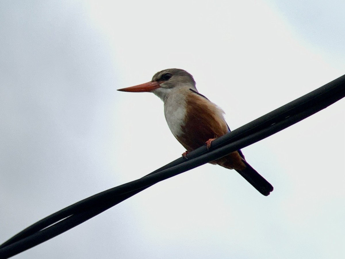 Gray-headed Kingfisher - ML638977508