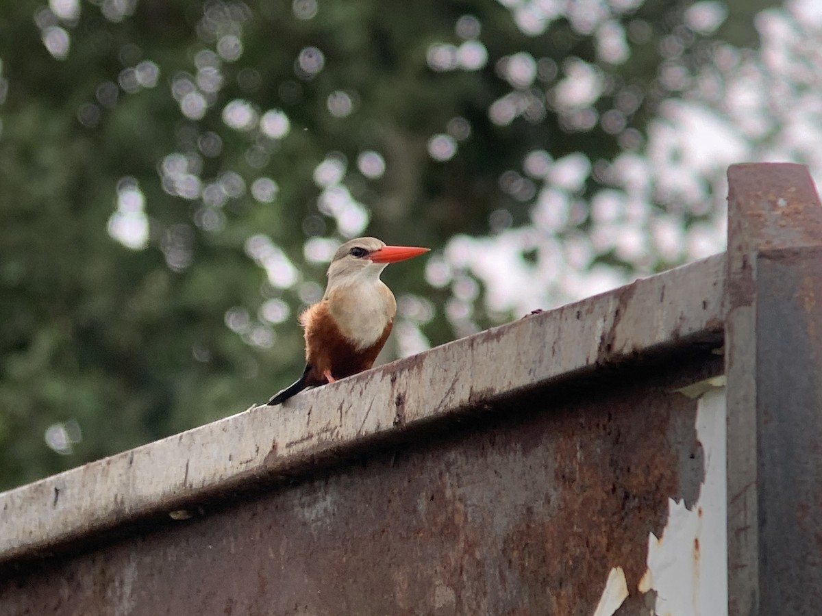 Gray-headed Kingfisher - ML638977509