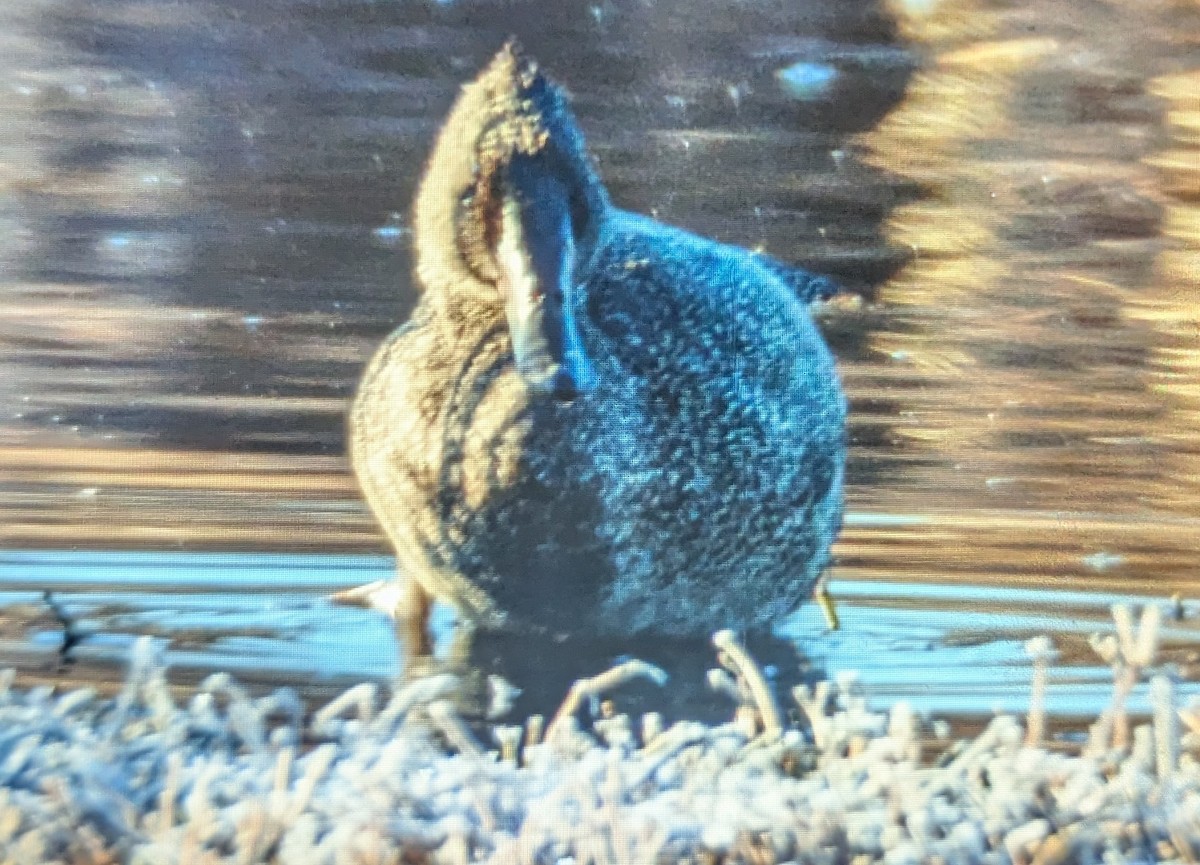 Freckled Duck - ML638977510