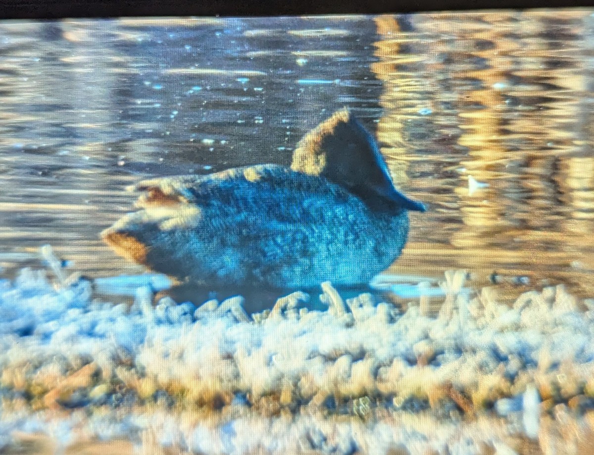 Freckled Duck - ML638977515