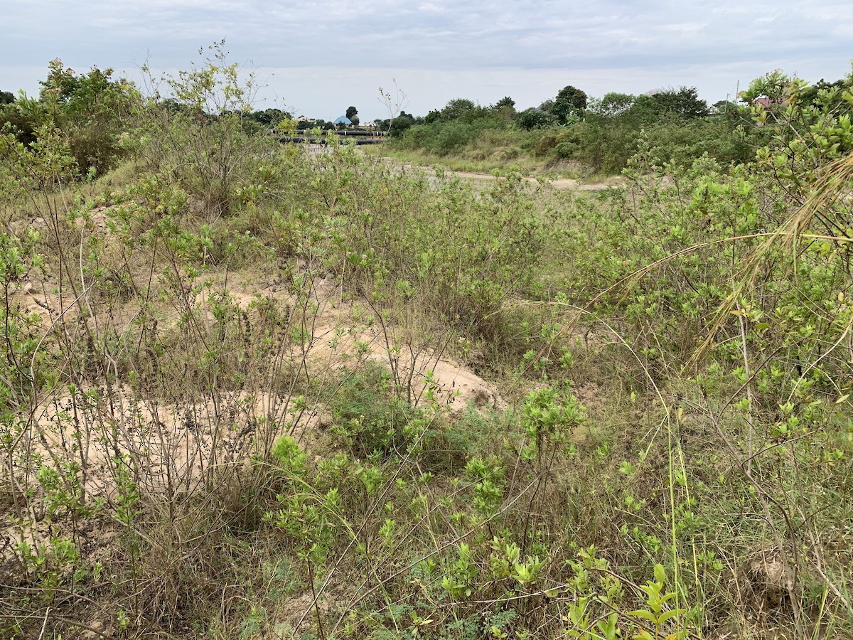 null - ML638977517