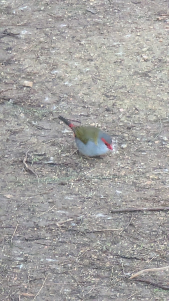 Red-browed Firetail - ML638977521