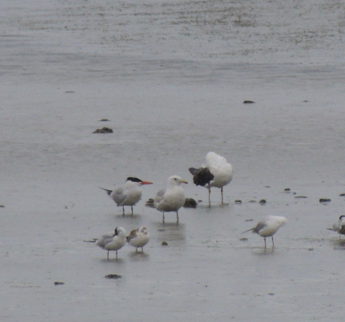 Морин хараалай - ML638977524