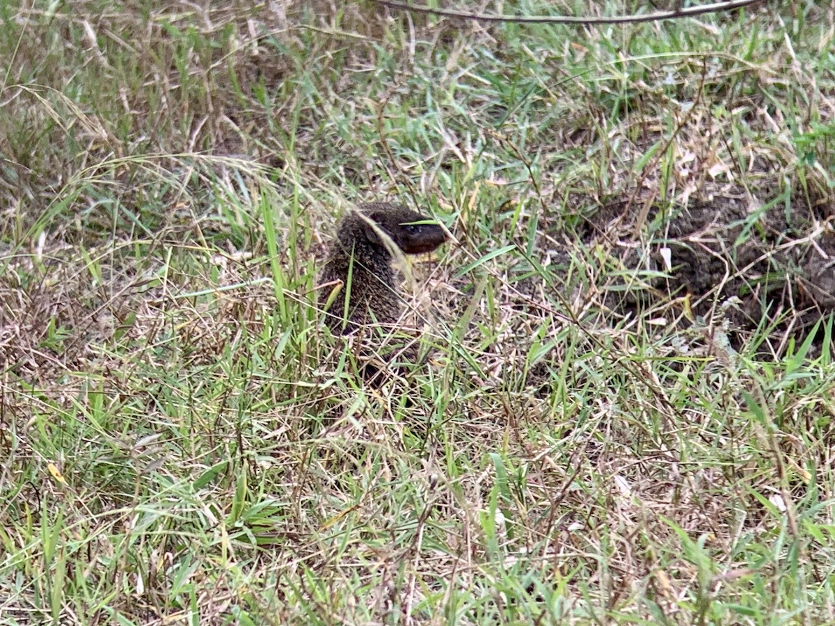 Mongooses - ML638977525
