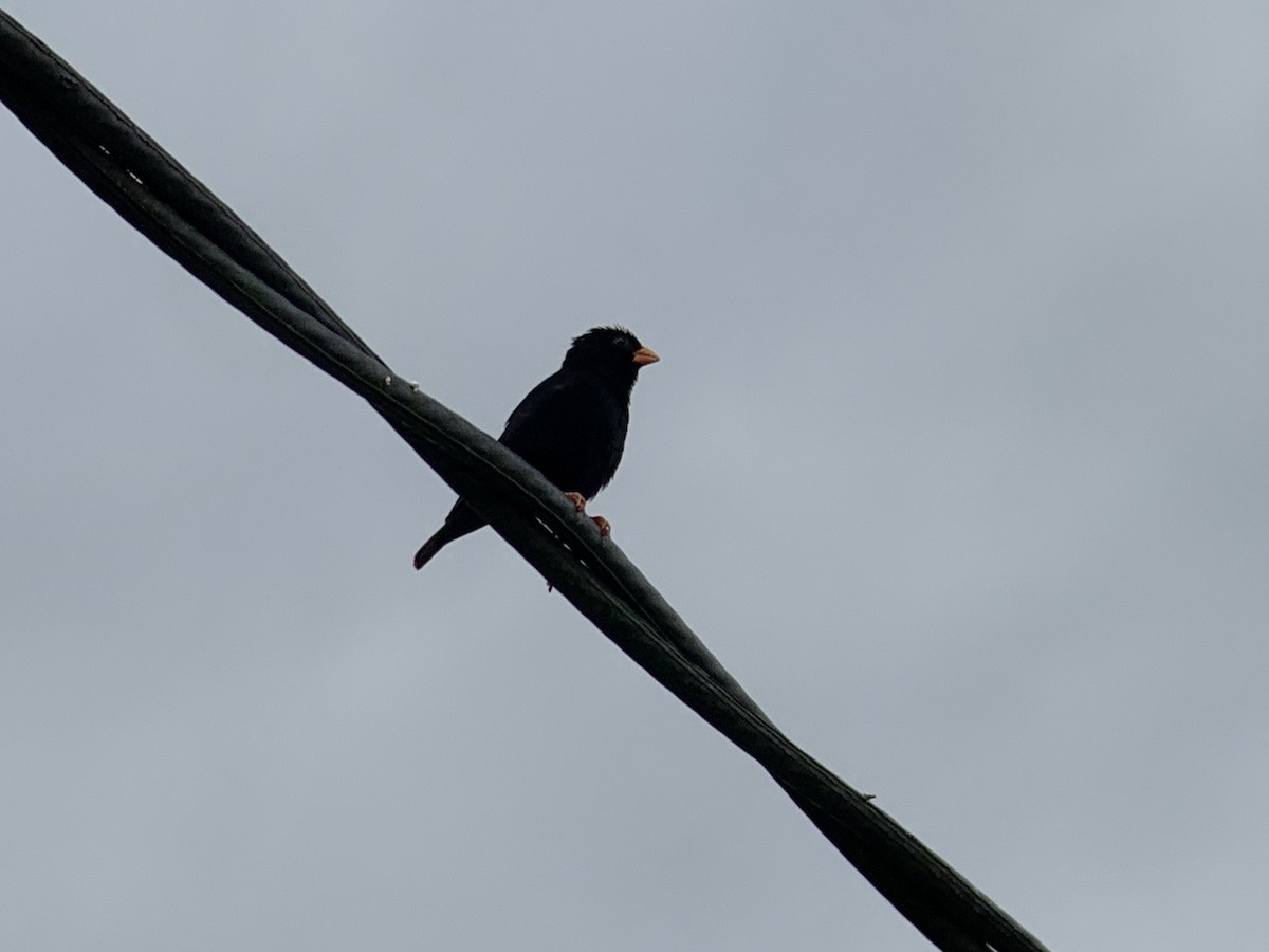 Village Indigobird - ML638977529