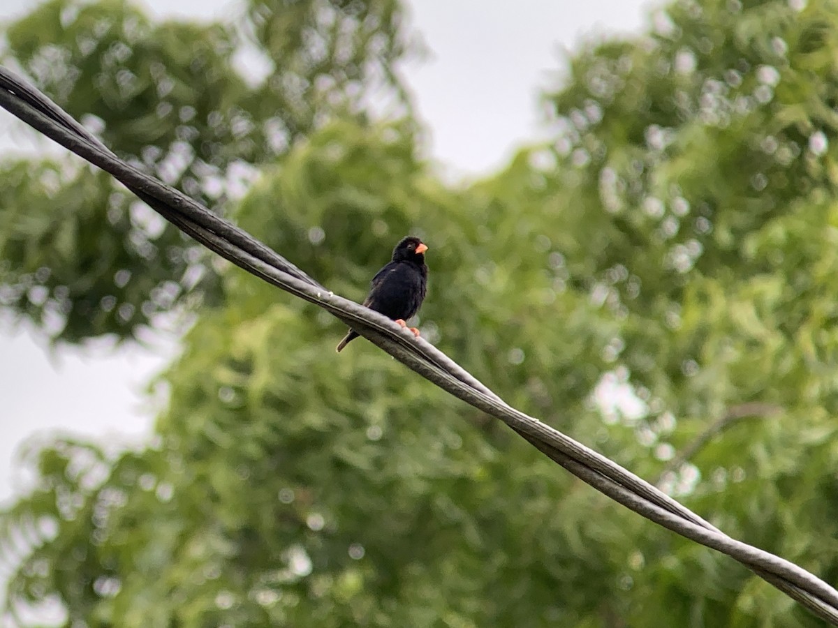 Village Indigobird - ML638977530