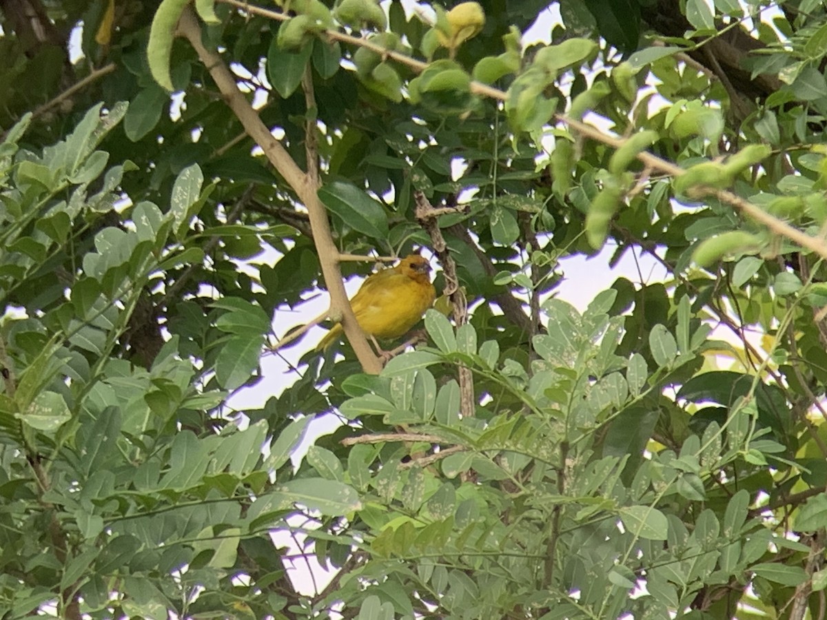 African Golden-Weaver - ML638977535