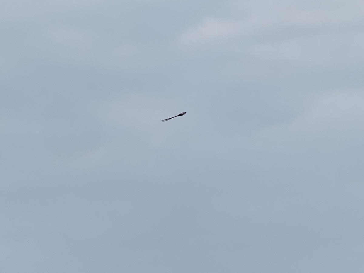Pin-tailed Whydah - ML638977537