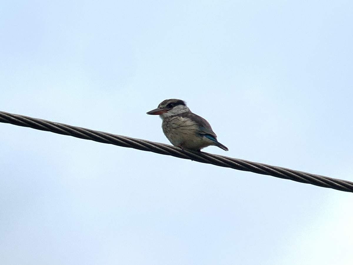 Striped Kingfisher - ML638977542