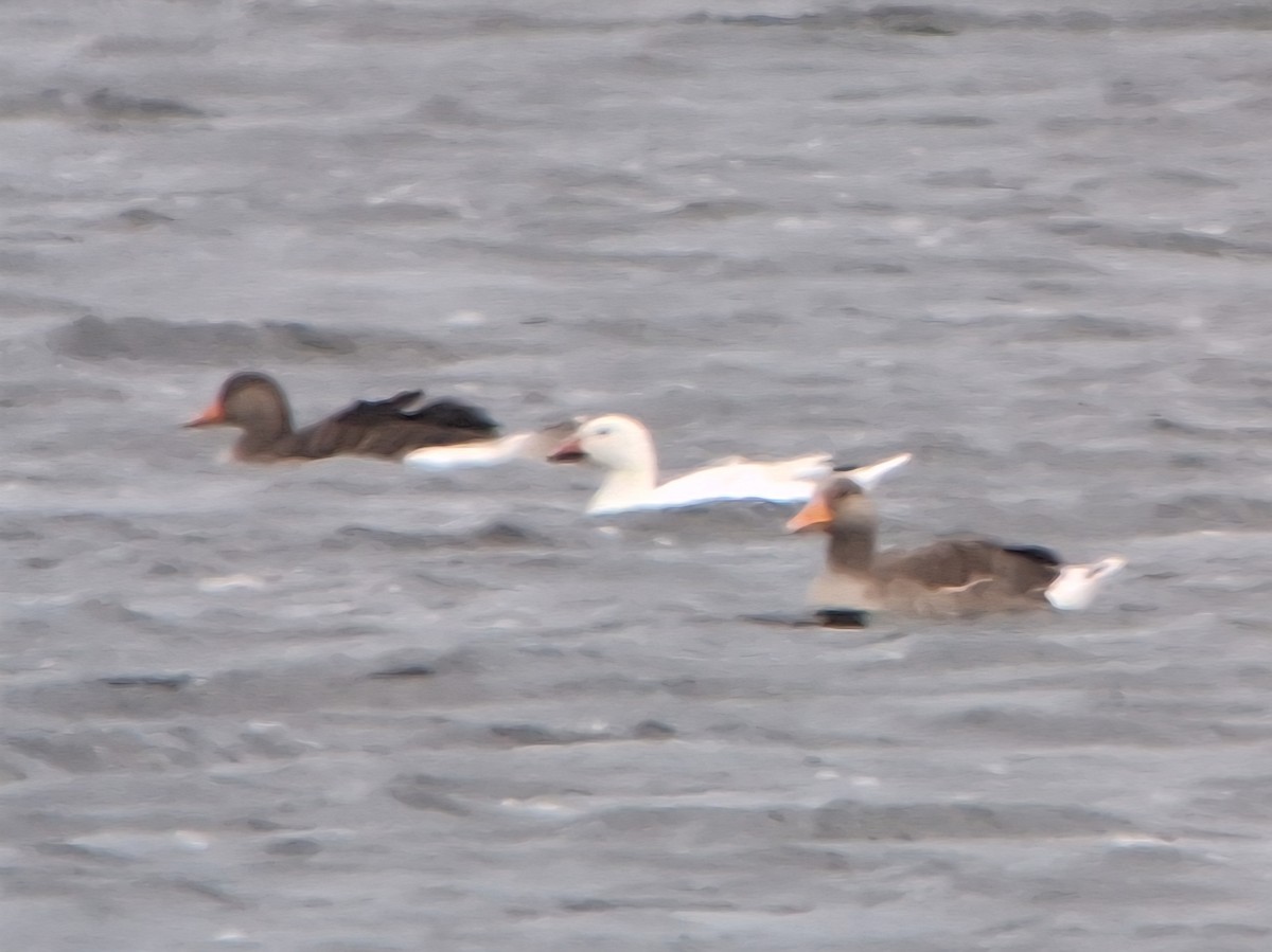 Snow Goose - ML638977559
